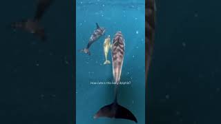 Baby #dolphin doing well keeping up with mum and the rest of the pod! www.wildoceantasmania.com.au