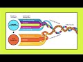 Early Literacy and Language Comprehension