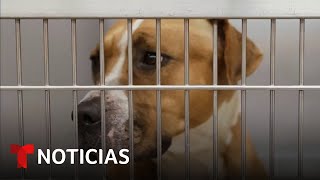 Cómo las mascotas están siendo víctimas colaterales de la ofensiva migratoria de Trump