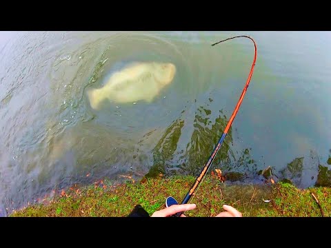 You WON’T BELIEVE what this GIANT BASS WAS CAUGHT ON!!