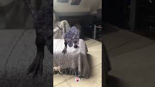 Jurassic world AR app