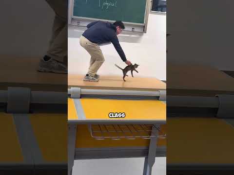 When Kitten Disturbed Class #petshub