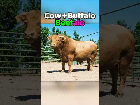 Rare Hybrid Animals You Never Seen Before🦄
