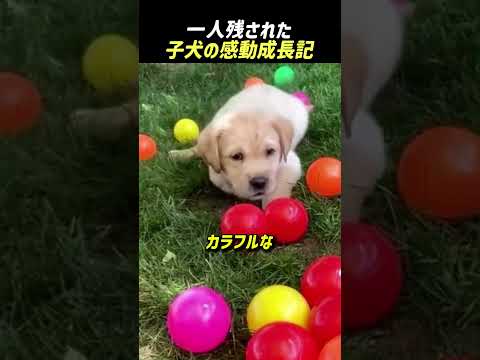 一人残された子犬の感動成長記