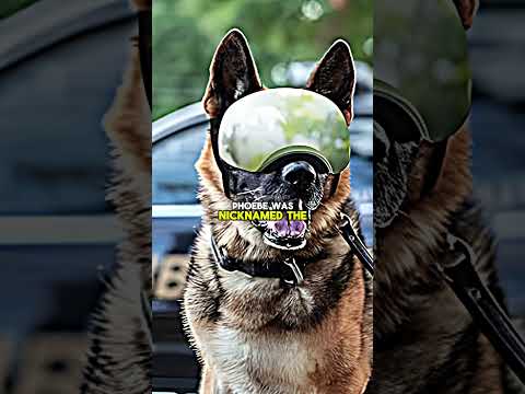 The Most Insane K9 Police Dog