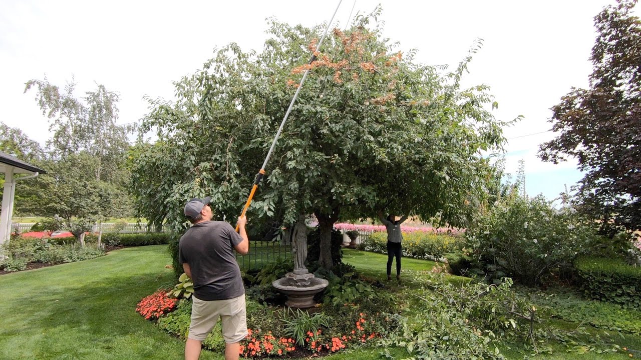 Cutting Back Hollyhocks and Pruning Our Crabapple!