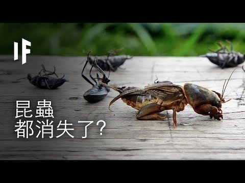如果昆蟲都消失了?  | 大膽科學 
