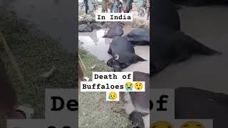 Death of Buffaloes in India Due to Electric Current 😭🥺😲