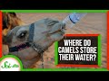 Camel Adaptations and Water Conservation