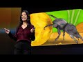 Understanding Insect Brains and Their Potential in AI