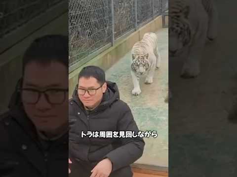 忍び寄るトラ