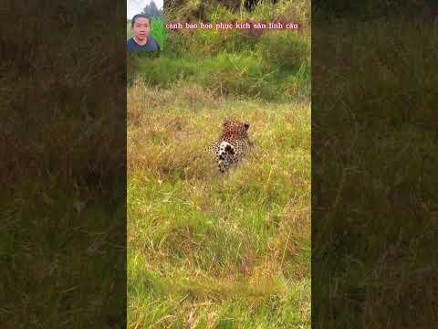 cảnh báo hoa phục kích săn linh cẩu quá hấp dẫn #thegioidongvat #shortvideo #shorts