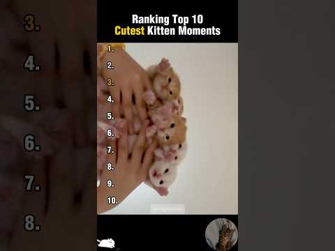 Top 10 Cutest Kitten Moment Ranking!