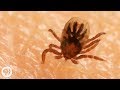 Understanding Tick Behavior and Safety