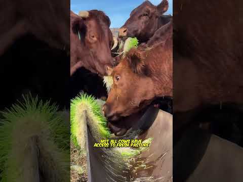 Why do cows eat molasses?