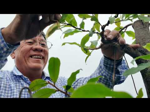 5 chú ý quan trọng khi sửa mai mùa mưa Út Đực chia sẻ kinh nghiệm hay mà ai trồng mai cũng phải biết