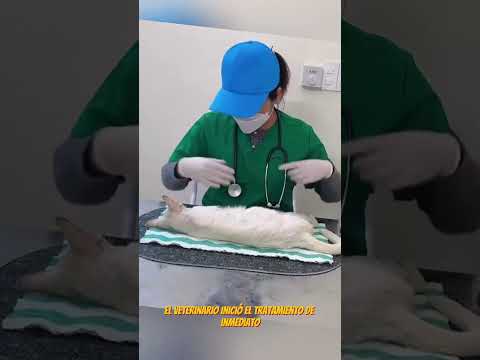 Rescate Increíble 🐱 Gata Paralizada y sus Bebés 💕