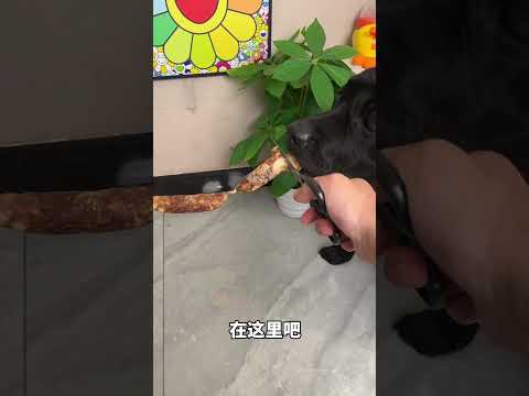 Dog: Isn’t it a bit shameless? Cute pet debut plan. The dog has become a sperm. The dog’s 🪅 P115