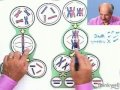 Mitosis vs. Meiosis: Key Concepts and Differences