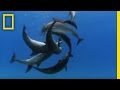 Understanding Bottlenose Dolphins