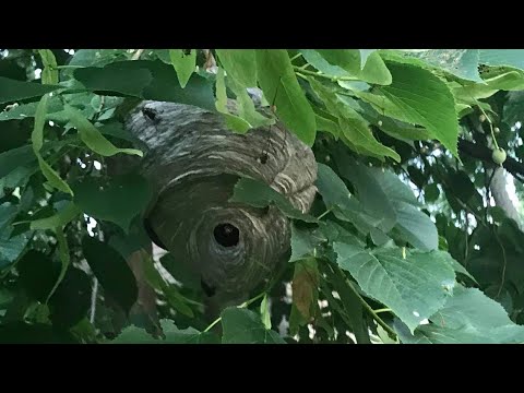 Hornet nest vs spray foam insulation, what spray foam does to a hornet nest