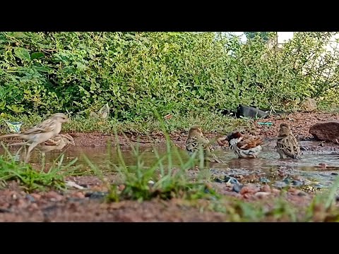 The Bird 🐦 Life ll sky bound #birds #video