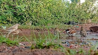 The Bird 🐦 Life ll sky bound #birds #video