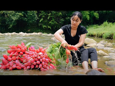 Harvesting red radish garden goes to market sell - Cooking - Puppy - Live with nature