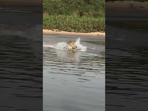 Capybara Outsmarts Leopard in Seconds
