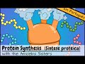 Exploring the Stages of Protein Synthesis