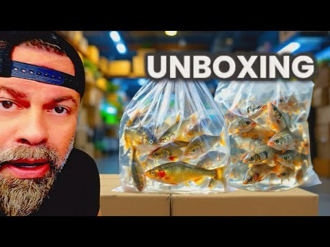 *NEW FISH* PREDATORY FINS SHOP TOUR