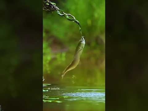 Aruanã gulosa ! #PescaSelvagem #NaturezaBruta #AtaqueAnimal #AnimalPlanet #FishingLife #peces