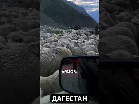 Согласны с ним? #дагестан #top #отдых #чабан #shorts