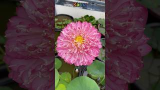 The beautiful Lotus 💞 Karna ❤️#shortvideo #shorts #gardening #lotus