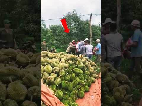 lái sầu riêng cắt đúng phần cọc