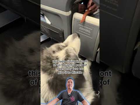 หมาขึ้นเครื่องบินได้ด้วยเหรอ #หมา #น้องหมา #เครื่องบิน