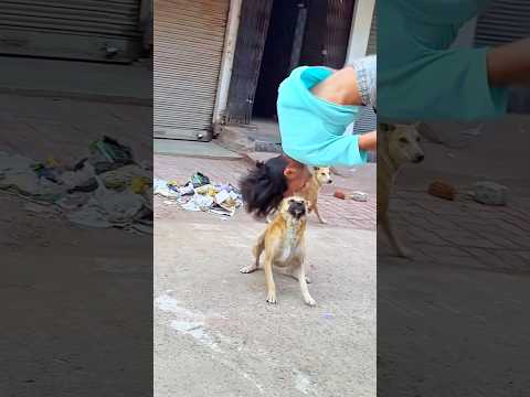 Dog Performs Amazing Flip🐶🤸♂️ #DogFlip #DogTrick #AgilityDog #FunnyDogs #DogLovers