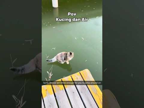Kucing dan Air yang buat kocak #cat #kucinglucuterbaru #funny #catlover #pecintakucinglucu #kucing