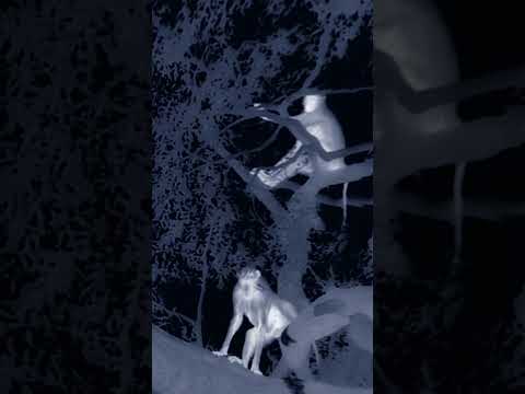 Leopard hunts Baboons in the trees! #Leopard #Baboon #Leopardhunt