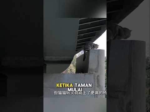 Aksi Keren Penyelamatan Kucing Di Jembatan Flyover #shorts #shortvideo