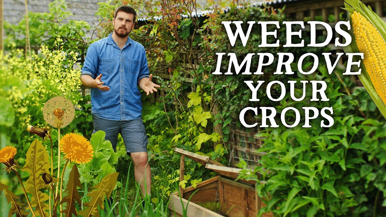 Why I Stopped Weeding the Garden | The BEST Weed Control Tip