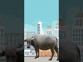 Cows vs Buffaloes Comparison