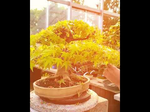 दुनिया के 7 सबसे खूबसूरत पेड़