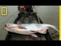 Mong River System and Giant Catfish Conservation