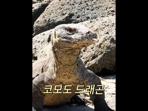 코모도 드래곤은 먹는 것에 전혀 까다롭지 않습니다! #animals