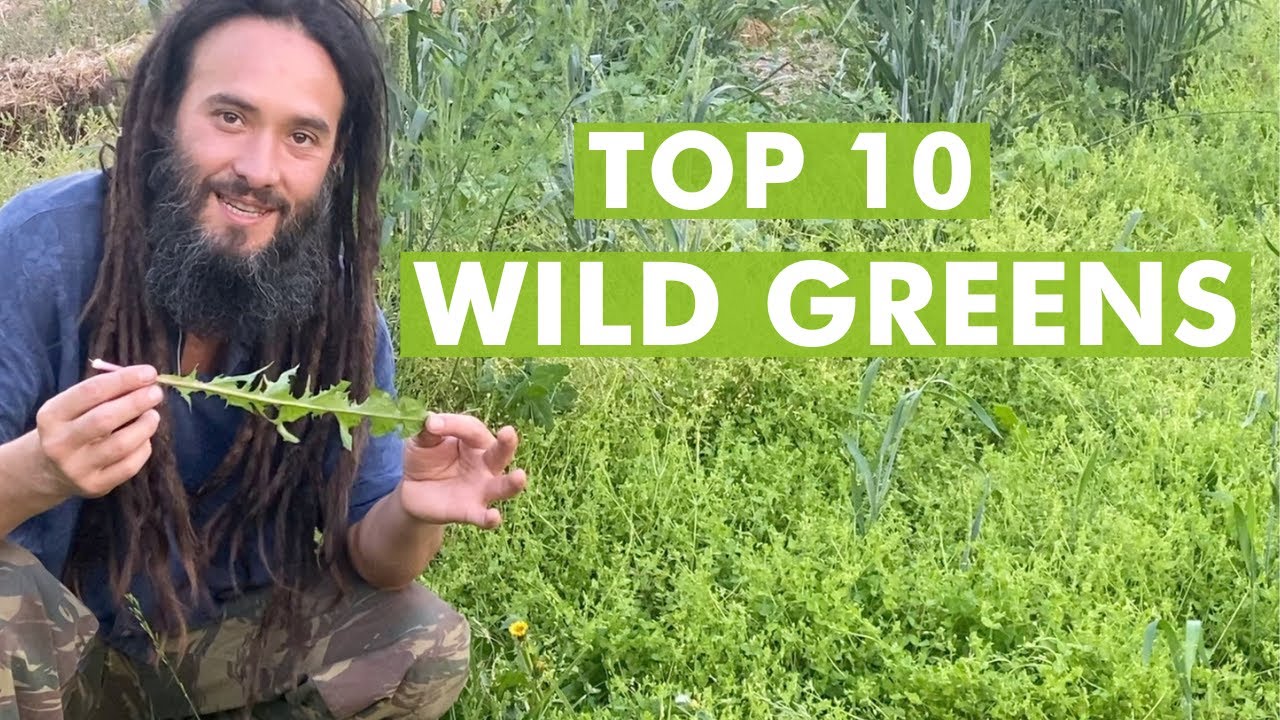 Wild Edible Greens to Harvest