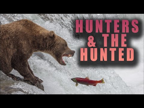 Hunters and the Hunted - Animals Preying on other Animals