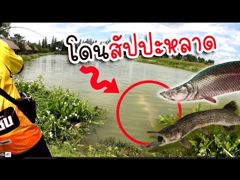 เด็ก โดน ปลา อเมซอน | เด็กตกปลา