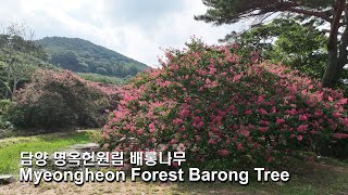 KOREA[4K]Damyang Myeongogheon Forest Barong Tree(담양_명옥헌 원림 배롱나무)