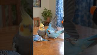 Best birds acting   #birds #bird #parrot